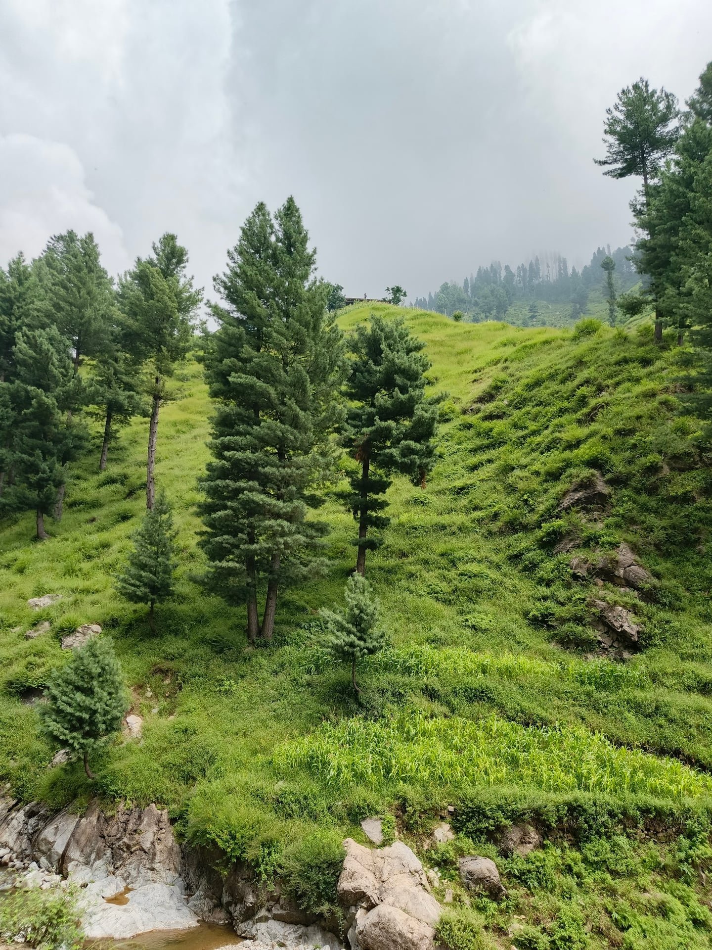 Swat Spring Wildflowers: Where to See Them