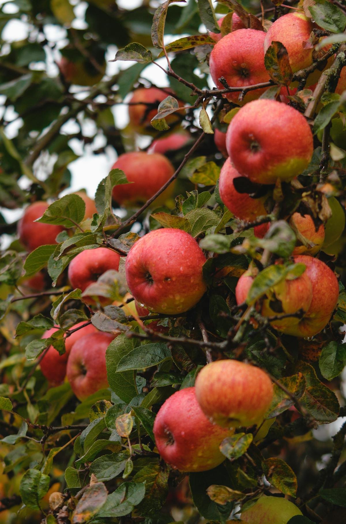 Swat Apples