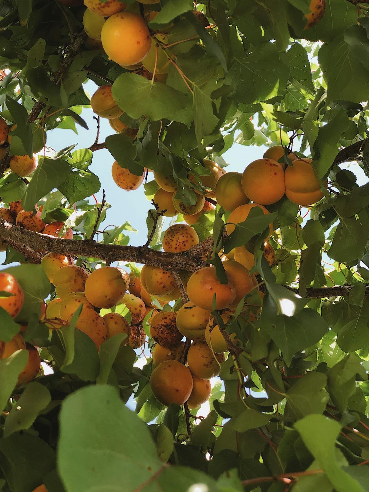 Swat Apricots