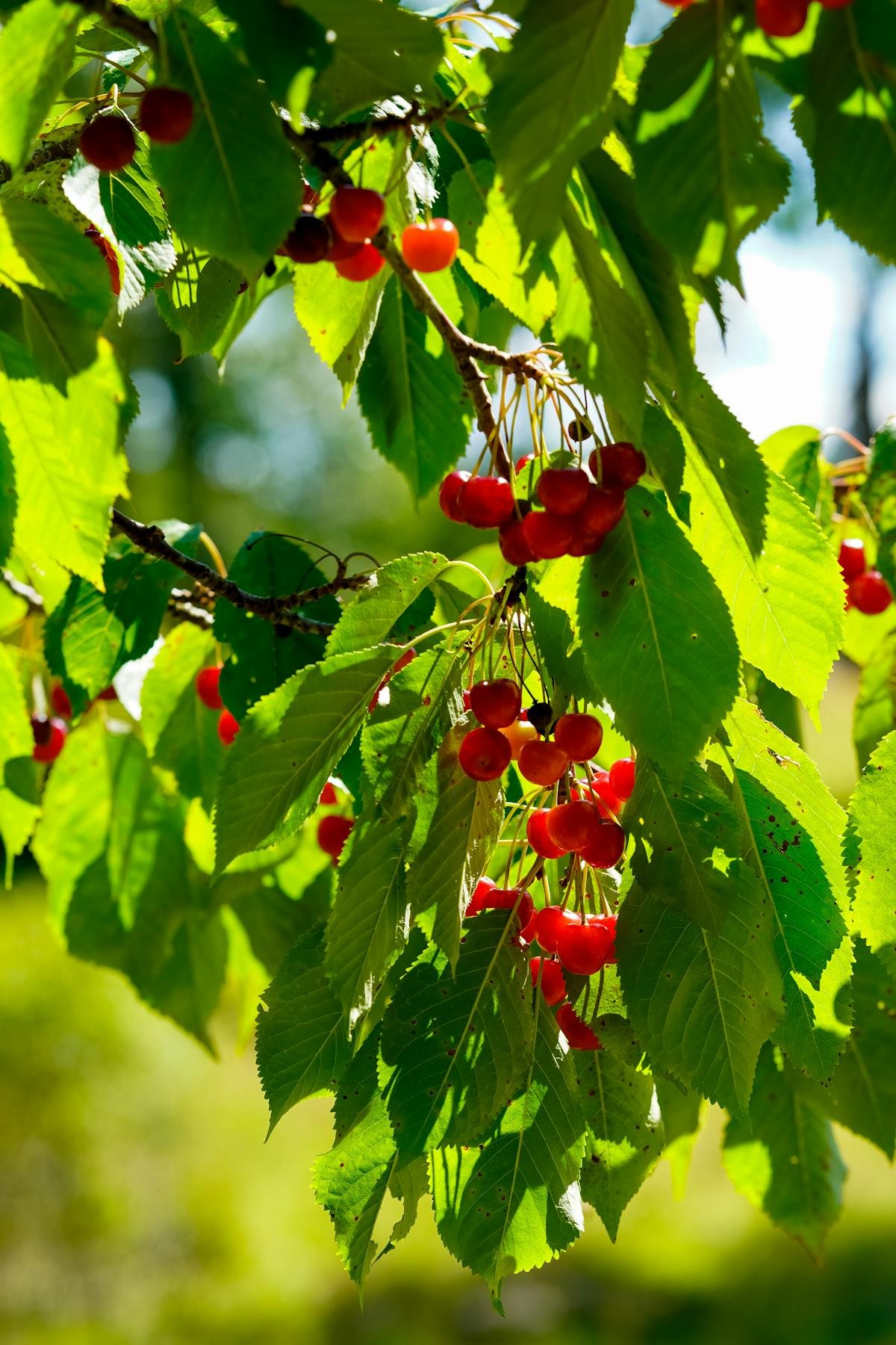 Swat Cherries
