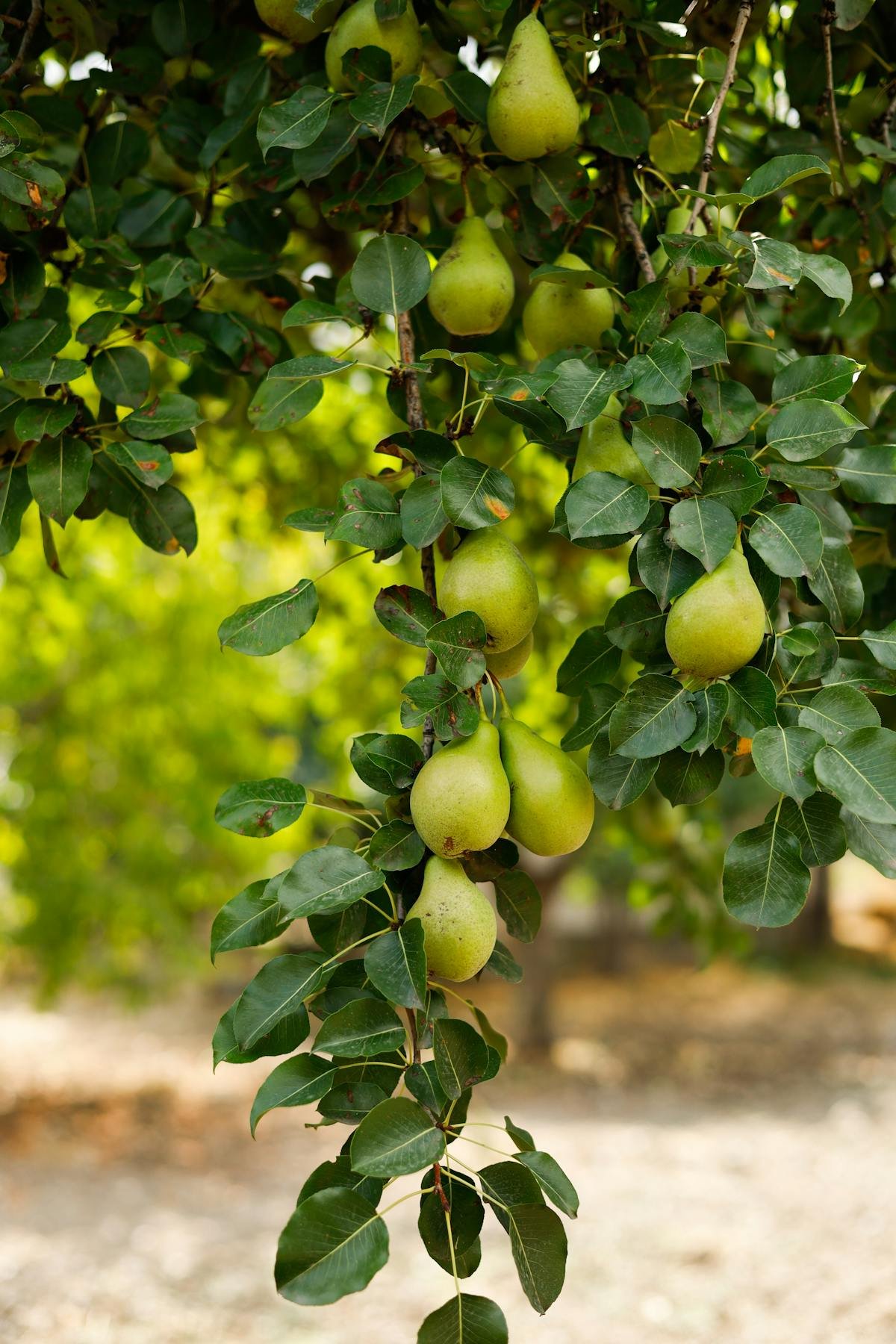 Swat Pears